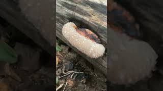 An example of guttation on a red belted conk bracket fungus fungi [upl. by Polad]