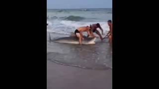 Tiger Shark Caught And Released On Topsail Beach [upl. by Nywled121]