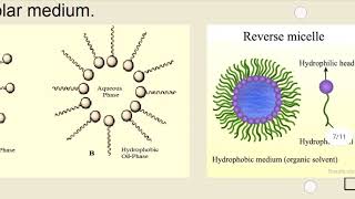 Reverse Micelles MSc Chemistry Lucknow University [upl. by Certie77]