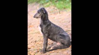 Deerhound Youngsters Oelmühle Kennel Solingen [upl. by Reerg]