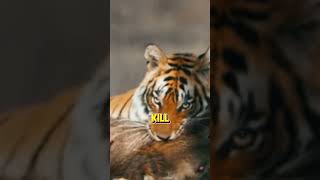 Tigers Natures Striped Predators facts fascinatingcreatures animals wildlife endangeredspecie [upl. by Florine]