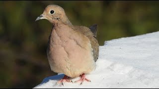 Tourterelle triste chant Mourning Dove song call [upl. by Ynohtnad]