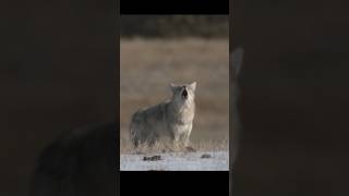 Amazing Sound of Coyote Howling and Barking  Coyote Howl [upl. by Giefer]