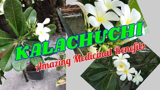 Medicinal Uses and Health Benefits of KALACHUCHI  MercyAcas [upl. by Rutra257]