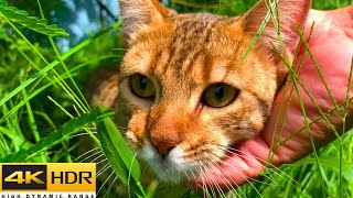 I Tied my Cat on a Leash  Relaxing Video  RAW VIDEO [upl. by Mishaan]