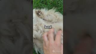 Why Do Dogs Love Belly Rubs So Much animaldocumentary facts animalcuriosities animalfacts [upl. by Orrocos]