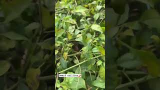 Dwarf chillies🌶️ its to Hot n spicy🔥 harvest desi farmer nature farming farm indianfarm [upl. by Warthman157]