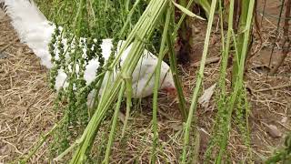 Gallina leghorn mezclada con araucana huevos azules🐔🥚 [upl. by Linoel]