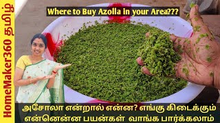 Where to Buy Azolla  How to Grow Azolla amp its Benefits அசோலா வளர்ப்பது எப்படி எங்கு கிடைக்கும் [upl. by Pirbhai]