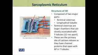 Sarcoplasmic Reticulum  Physiology Theory  ZOO519TTopic035 [upl. by Crowns]