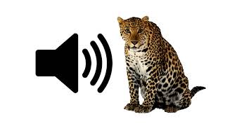 Cheetah  Sound Effect  ProSounds [upl. by Sevart]