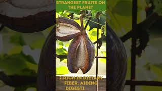 Strangest Fruits 6 Health Benefits of Akebia  StrangeFruits AkebiaBenefits shorts [upl. by Hamehseer]