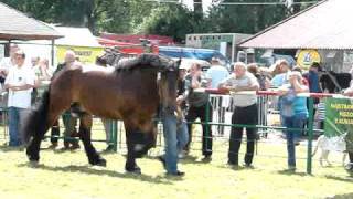 Zimnokrwisty dwuletni ogier Betner  wiceczempion  Stare Pole 2009 [upl. by Darryl]