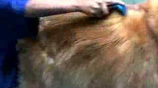 FURminator deShedding tool demo video [upl. by Llerrehs605]