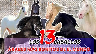 Los 13 CABALLOS Árabes Que SORPRENDIERON Al Mundo 🌎 🐎 [upl. by Stefano974]