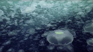 Open Ocean 10 Hours of Relaxing Oceanscapes  BBC Earth [upl. by Dranyer]