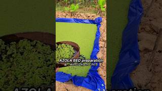 AZOLA BED preparation in low cost azola azollafarming azollacultivation azolla farming dairy [upl. by Anilram]