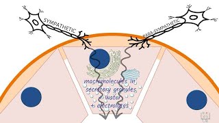 Formation of Saliva [upl. by Anegue]