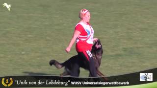 The workingdog review 2015  IPO [upl. by Audre566]