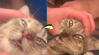 Removing a CUTEREBRA or warble from a kittens nose [upl. by Ellerrad]