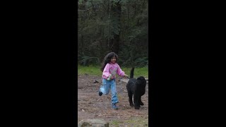 Dog walking in state forests these school holidays [upl. by Estella]