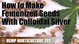 Making Femenized Hemp Seeds With Colloidal Silver [upl. by Ynittirb]