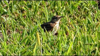 Búbospacsirta Galerida cristata  Crested Lark [upl. by Hemphill432]