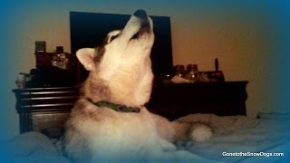 Husky Puppy Howling Memphis Learning to Howl SNOW DOG SHORT 16 [upl. by Zailer]