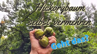 Hickory Einen Baum selbst aus der Nuss ziehen  Plant a hickory tree yourself from the nut [upl. by Schroeder]