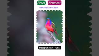 Free Frames Available on wwwdpframescom dp profile shorts status [upl. by Shank91]