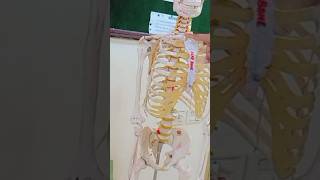 ⭐ Osteology of ClavicleUpper limbLocomotor module Explained on Clavicle Model amp Skeleton🦴 [upl. by Pelagi887]