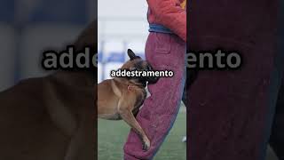 Il malinois malinois belgio cane dog youtubeshorts perte foryou dogshorts doglife doglover [upl. by Ereveneug397]