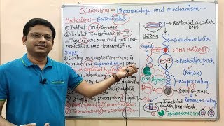 Chemotherapy of Antibiotics Part14 Quinolones Introduction amp Mechanism of Action  Antibiotics [upl. by Lenroc]