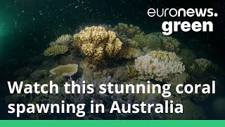 It’s coral spawning season in the Great Barrier Reef  watch this beautiful natural process unfold [upl. by Mahala]