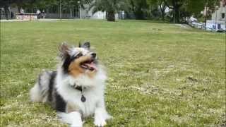 Amazing Sheltie Tricks  Positive Trainning [upl. by Niatsirk350]