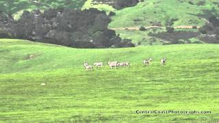 Zebras on the Hearst Ranch San Simeon California [upl. by Anirbus]