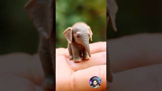 Before amp After Animals Growing Up Amazing Animal Transformation 💥 short tiktok animals [upl. by Philippa]