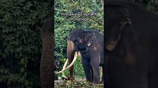 Pinnawala Elephant Orphanage tour travel srilanka elephants trendingshorts Gokitetoursindia [upl. by Ytissahc]