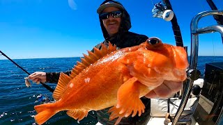 2023 Rockfish Opener Southern California Catch Clean and Cook [upl. by Vin403]