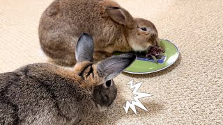 This Rabbit Eats Anything Even This 🐰😆 [upl. by Avir]