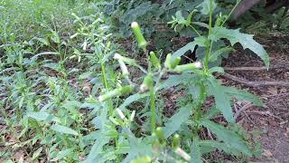 Capital Naturalist American Burnweed [upl. by Arnon]