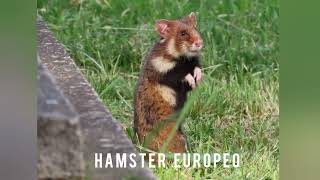 Hamster europeo Cricetus cricetus [upl. by Kay]