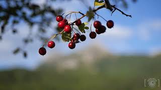 GRAZALEMA 2024 Timelapse RUTA circular SENDERISMO [upl. by Seraphim]