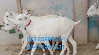 tedi sainain white pink goats Atkhizar Mundra Goat Farm in Pakistan [upl. by Eneloj]