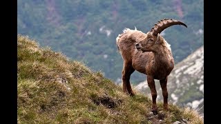 Pyrenean ibex [upl. by Durware618]