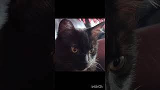 Cat doing internet trends cute funny trend [upl. by Nitniuq]