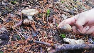 Llanega Negra Mucosa negra Hygrophorus latitabundus Octubre 2018 [upl. by Yeleek]