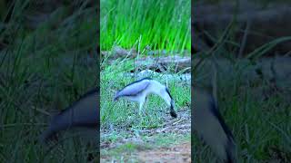 Master of the Night Watch the Blackcrowned Night Heron Catching Prey trendingshorts shortsfeed [upl. by Abrahamsen]