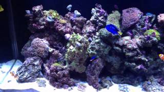 170 Gallon Tenecor Acrylic Marine [upl. by Magdala]