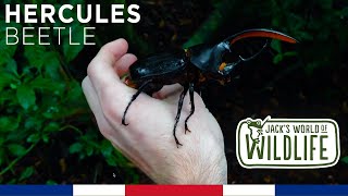 HERCULES Beetles in COSTA RICA [upl. by Nij]